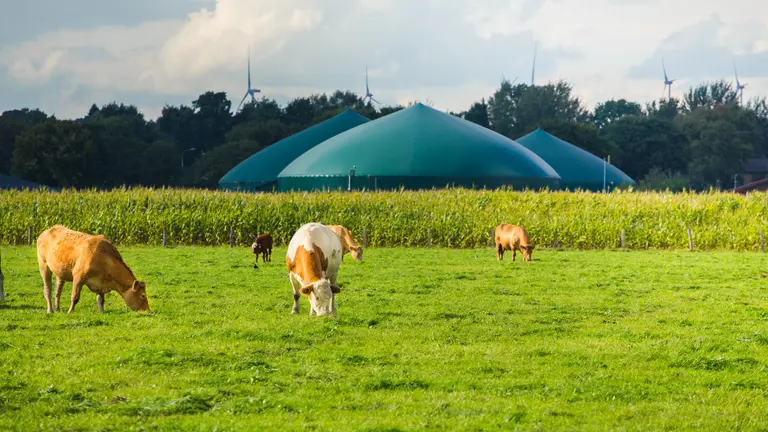 Cows