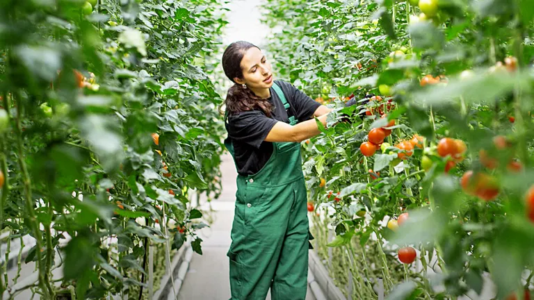A woman tending to tomatoes
